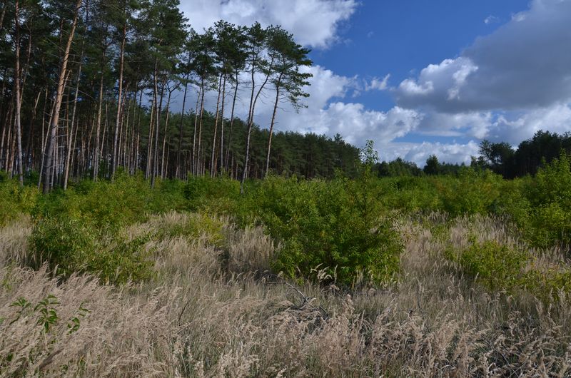 Zmiana sposobu użytkowania działki z leśnego na rolny w Nochowie