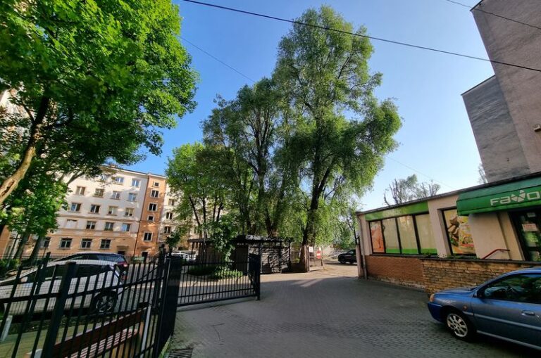 Drzewa rosnące przy ulicy 3 Maja w Poznaniu
